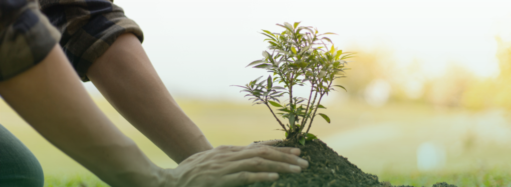 Árvore resultante do plantio de uma urna ecológica com cinzas resultantes da cremação